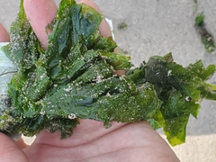 Ulva lactuca