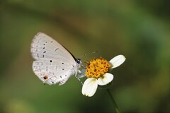 Eicochrysops hippocrates