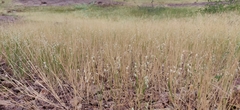 Melanocenchris jacquemontii