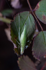 Oecanthus rileyi