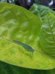 Phaneroptera nana