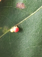 Zopheroteras sphaerula