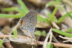 Freyeria trochylus