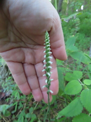 Spiranthes ovalis erostellata