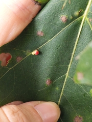 Zopheroteras sphaerula