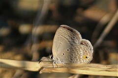 Euchrysops malathana