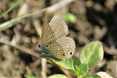 Euchrysops malathana