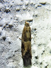 Tortricoidea