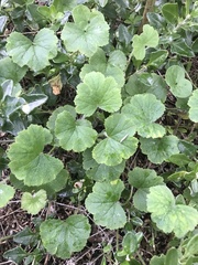 Hydrocotyle laxiflora