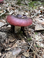 Russula atropurpurea