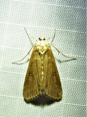 Parapoynx stratiotata