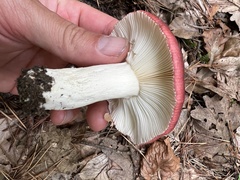 Russula atropurpurea