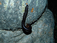 Julidae