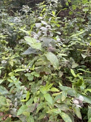 Pycnanthemum muticum