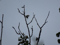 Poecile atricapillus