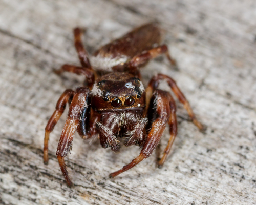 Deceitful Jumping Spider