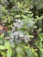 Pycnanthemum muticum