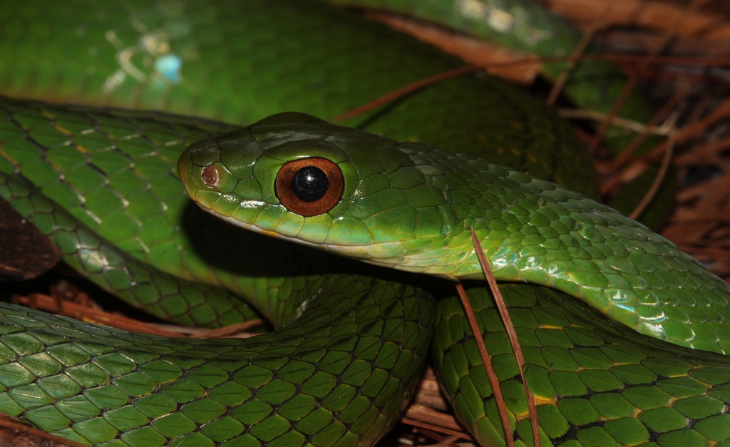 Green Highland Racer