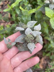 Pycnanthemum muticum