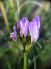 Astragalus agrestis