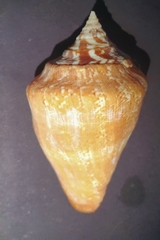 Lobatus peruvianus