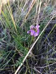 Astragalus agrestis