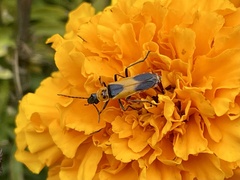 Chauliognathus basalis