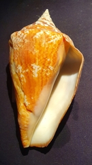 Lobatus peruvianus