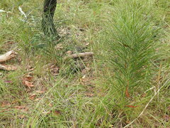 Macrozamia pauli-guilielmi