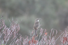 Toxostoma redivivum