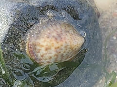 Crepidula convexa