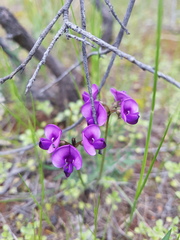 Swainsona behriana