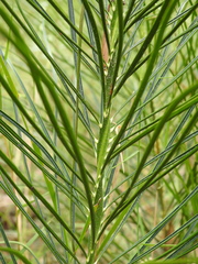 Macrozamia pauli-guilielmi