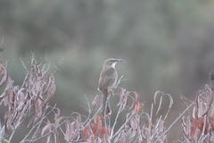 Toxostoma redivivum