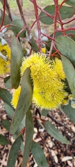 Eucalyptus woodwardii