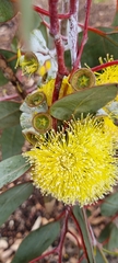 Eucalyptus woodwardii