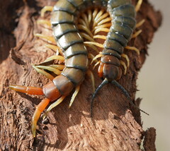 Cormocephalus