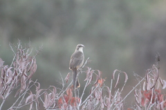 Toxostoma redivivum