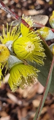 Eucalyptus woodwardii