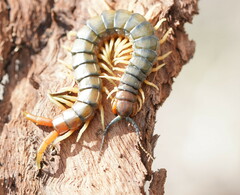 Cormocephalus