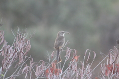 Toxostoma redivivum