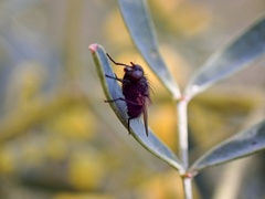 Calliphoridae