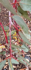Eucalyptus woodwardii