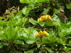 Deplanchea tetraphylla