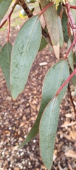 Eucalyptus woodwardii