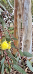 Eucalyptus woodwardii
