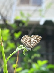 Leptotes plinius