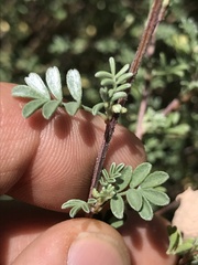 Dalea pulchra