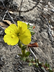 Camissoniopsis cheiranthifolia
