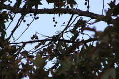 Vireo flavoviridis